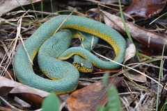 Guianan Green Snake photo 5