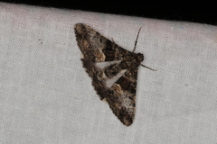 Gastrinodes argoplaca