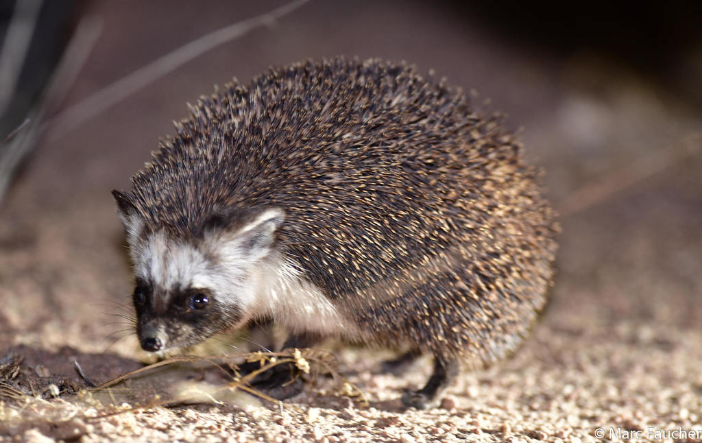 Desert Hedgehogs