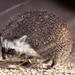 Desert Hedgehogs - Photo (c) pfaucher, some rights reserved (CC BY-NC), uploaded by pfaucher