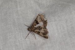 Gastrinodes argoplaca