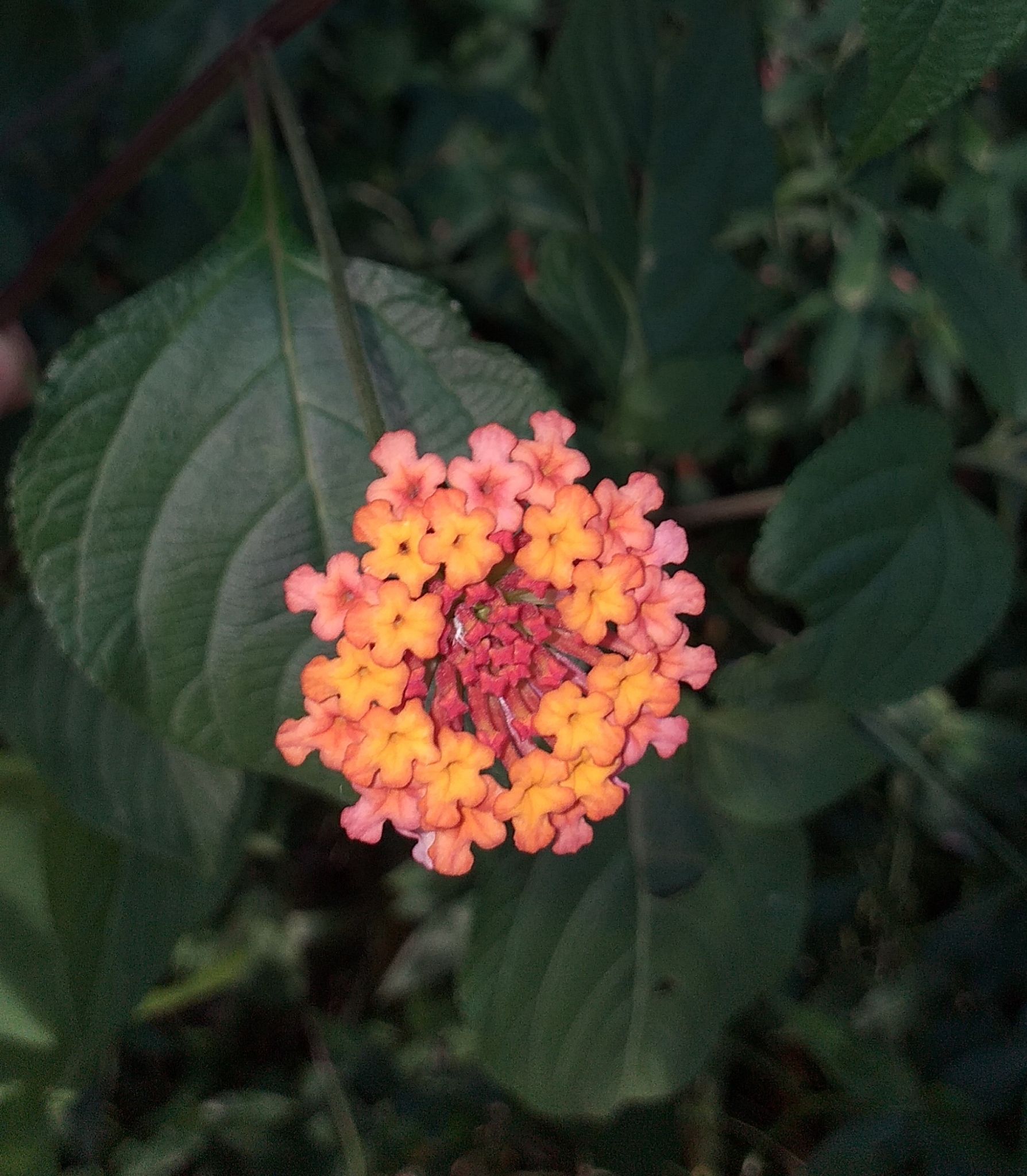 Lantana camara