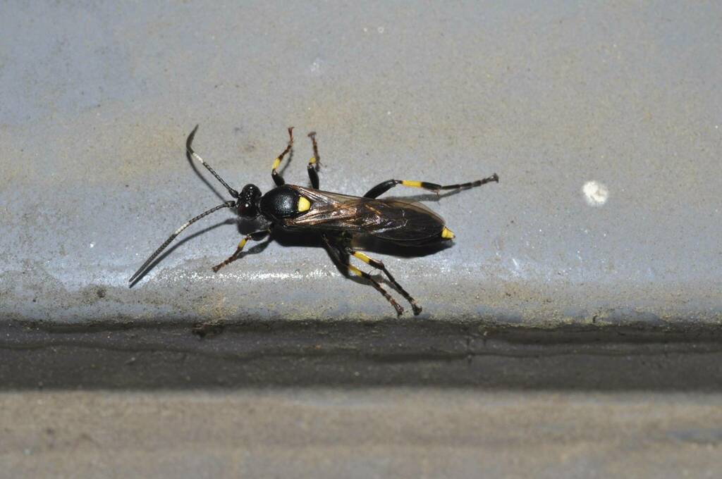 Exephanes tibialis