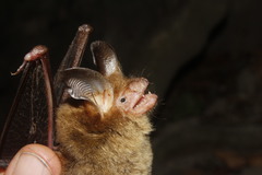 Bauerus dubiaquercus