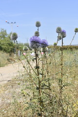 Echinops adenocaulos