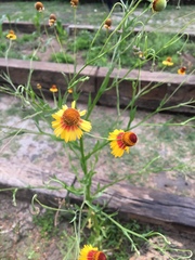 Helenium amphibolum