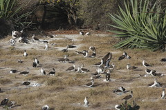 Sula nebouxii nebouxii