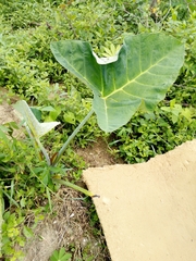Araceae