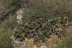 Opuntia bravoana