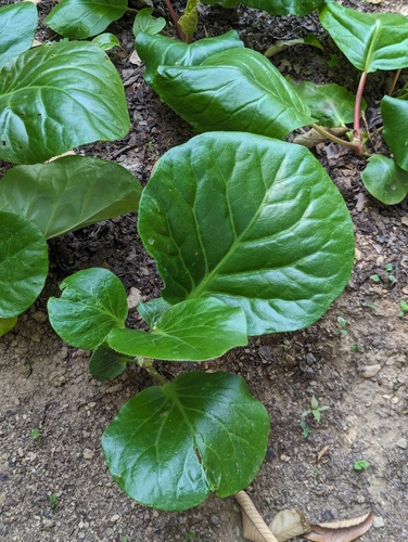 Bergenia pacumbis (Bergenia pacumbis)