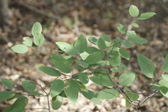 Karwinskia latifolia