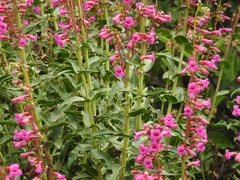 Penstemon clevelandii