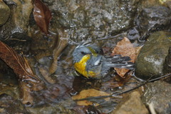 Setophaga pitiayumi insularis