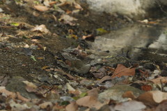 Turdus assimilis