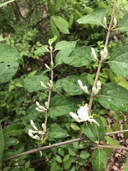Lonicera maackii