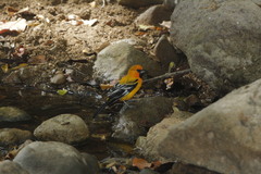 Icterus pustulatus graysonii