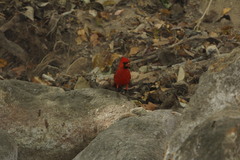 Cardinalis cardinalis mariae