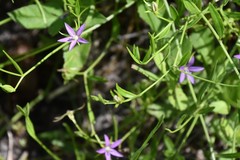 Campanula floridana