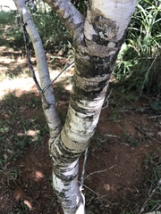 Hymenaea stigonocarpa