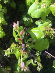 Angiospermae