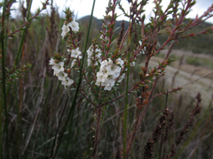 Epacris pauciflora