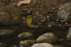 Piranga bidentata flammea