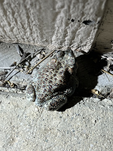 iNaturalist observation photo of Red-spotted Toad
