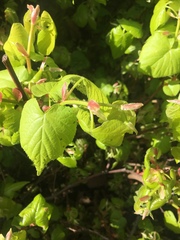 Angiospermae
