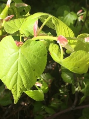 Angiospermae