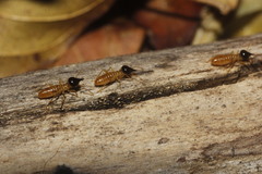 Nasutitermes corniger