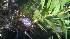 Leucospermum