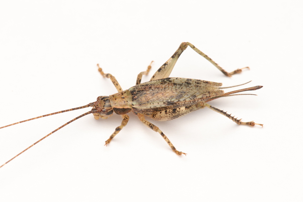 Pseudomadasumma