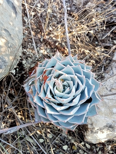Echeveria peacockii