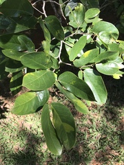 Hymenaea stigonocarpa