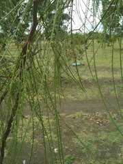 Parkinsonia aculeata