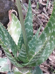 Aloe