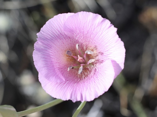 Image of Calochortus striatus by (c) Cricket Raspet, some rights reserved (CC BY)