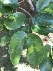 Hymenaea stigonocarpa