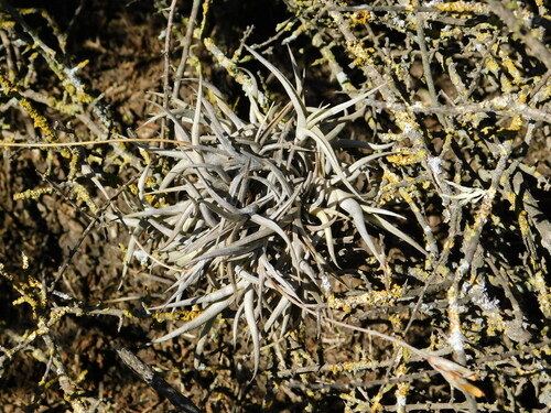Image of Tillandsia gilliesii by (c) Valentín Alfano, some rights reserved (CC BY)