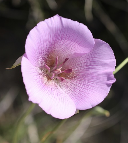 Image of Calochortus striatus by (c) Cricket Raspet, some rights reserved (CC BY)