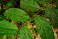 Glochidion lanceolatum