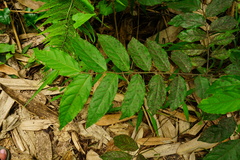 Glochidion lanceolatum