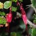 Ribes speciosum - Photo (c) nathantay,  זכויות יוצרים חלקיות (CC BY-NC)