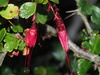 Fuchsiaflower Gooseberry - Photo (c) Nathan J Taylor, some rights reserved (CC BY-NC), uploaded by Nathan J Taylor