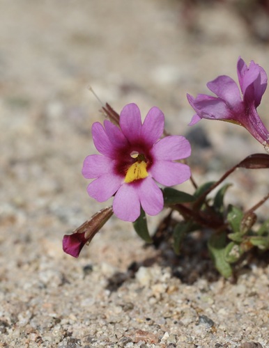 Image of Erythranthe rhodopetra by (c) Cricket Raspet, some rights reserved (CC BY)