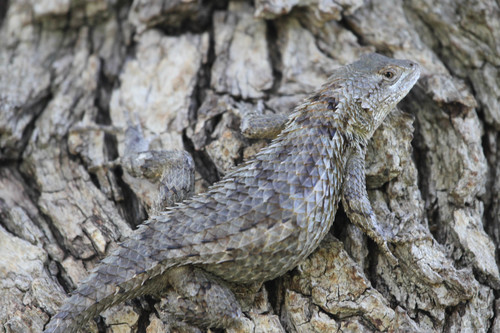 Sceloporus olivaceus