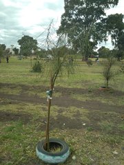 Parkinsonia aculeata