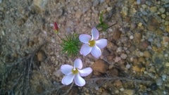 Oxalis tenuifolia