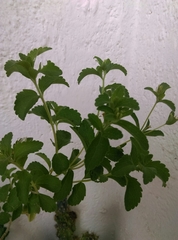 Stevia rebaudiana