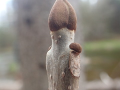Fraxinus nigra image